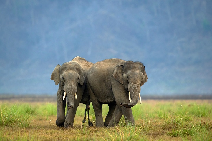 Corbett Park Elephants