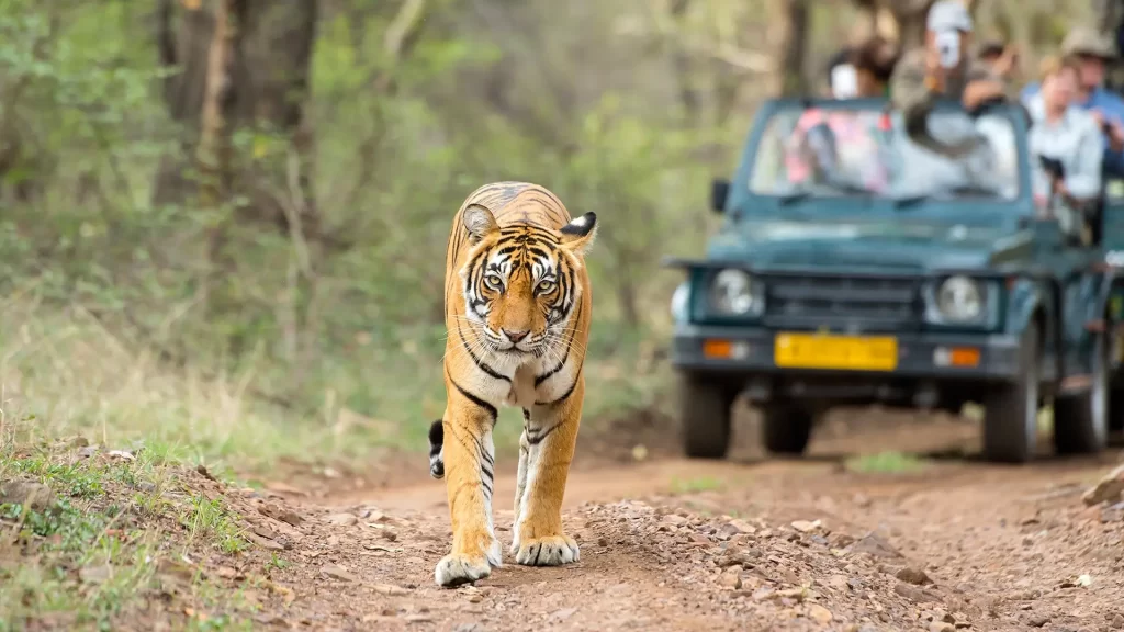 bandhavgarh weekend tour