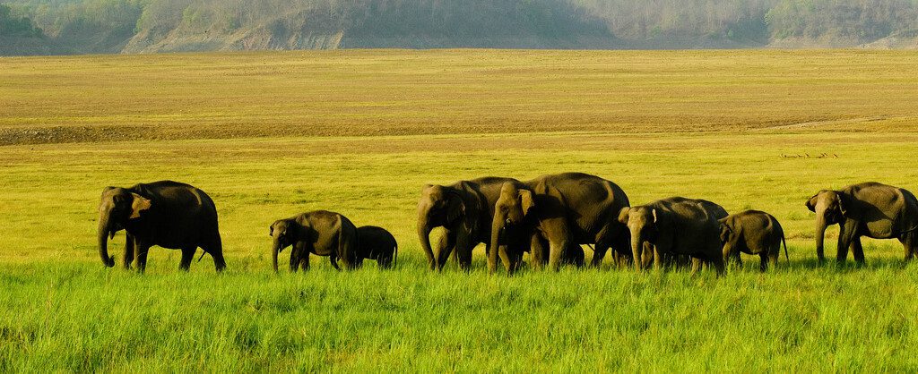 corbet national park photography