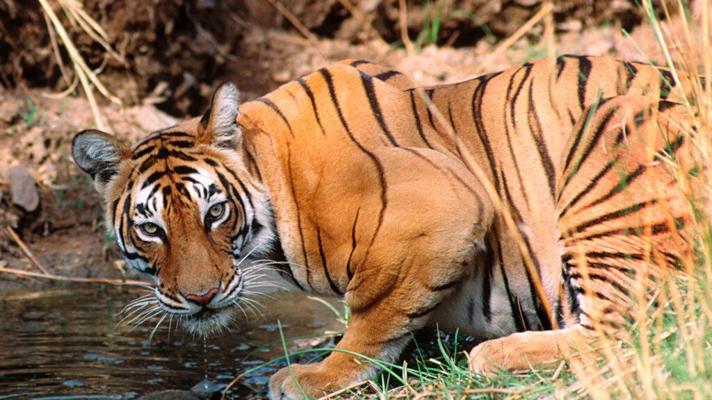 iStock 000001129884 Large Ranthambore
